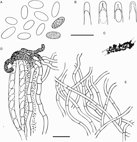 Figure 8. Ascomal structure of Chaenothecopsis schefflerae (Holotype, PDD42005). A, Ascospores. B, Ascus tips. C, Detail of paraphyse showing the ornamentation/amorphous crystals. D, Asci with spores, paraphyses and hymenial crystals. E, Excipulum structure. All scale bars 10 µm. Drawings by Hanna Tuovila.