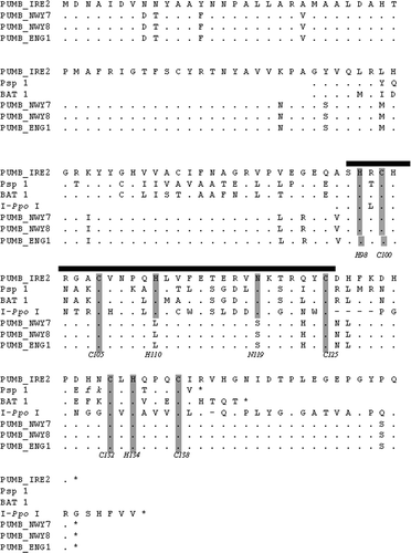 Fig. 2. Similar putative endonuclease sequences from the Bangiophyceae within the 1506 ribosomal group-I intron. The amino acid sequence of the Porphyra umbilicalis intron ORF found in four individuals (Pumb) is aligned to the corresponding sequences from Porphyra spiralis (Psp 1), and Bangia atropurpurea (Bat 1) as given in Haugen et al. (Citation1999). Identical positions are indicated by dots, deletions by dashes. The His-Cys box motif ( bold line) is compared to the homing endonuclease I-PpoI. Conserved residues proposed to be directly involved in zinc binding (C100, C105, H110, C125, C132, H134, C138) and the active site (H98, N119) of the I-PpoI endonuclease (Flick et al., Citation1998) are indicated by shading.