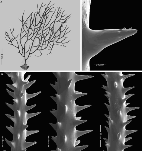 Figure 8 Phanopathes zealandica n. sp., holotype, NIWA 19807 (schizoholotype, USNM 1202929/SEM stub 320). A, Colony; B, single spine; C, spines on branchlets.