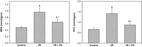 Figure 3. Effect of renal ischemia reperfusion (I/R) and proanthocyanidin (PA) on tissue malonedialdehyde (MDA) and protein carbonyl content (PCC). All values expressed as mean SEM. *statistically significant from control (p < 0.05); γstatistically significant from I/R group (p < 0.05).
