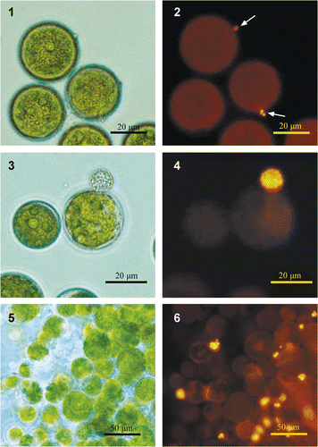 Figs 1–6. Infected Haematococcus pluvialis culture stained with Nile red. Images are either in phase contrast (1, 3 and 5), or under fluorescent light (2, 4 and 6). Figs 1, 2: Nile-red staining enables very young sporangium to be detected. Figs 3, 4: lipid globules inside the chytrid's sporangium. Figs 5, 6: Staining of infected culture allows for the algal cells carrying fungal sporangia to be counted. Arrows indicate the location of a chytrid sporangium, which is undetectable under phase contrast in dense culture.