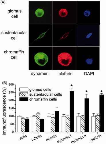 Figure 5. Glomus cells had a lower cytoplasmic density of proteins (dynamin I, II and clathrin) that mediated endocytosis. (A) Fluorescent images of glomus cells, sustentacular cells and chromaffin cells when immunostained for dynamin I, clathrin or DAPI. The horizontal scaled width of each image shown is 28 μm. (B) Comparison of the cytoplasmic densities of actin, tubulin, myosin, dynamin I, II and clathrin among glomus cells, sustentacular cells and chromaffin cells. Immunofluorescence were averaged from 9 to 21 cells for each protein and then normalized to the values obtained from glomus cells. Each asterisk denotes significant difference from glomus cells.