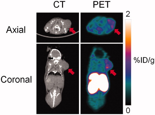 Figure 5. Representative PET and CT images acquired at 1 h post-injection with 18 F-labeled 2 in HT-29 colorectal cancer xenograft-bearing mice. Arrow indicates location of tumor.