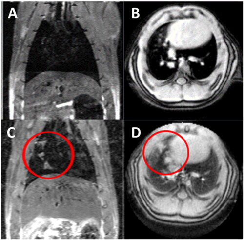 Figure 8. Representative MR scans of T2 (A and C) and UTE (B and D) images. C&D images show areas of increased MR signal intensity (circles) in a 9.5 Gy irradiated female 84 days post irradiation.