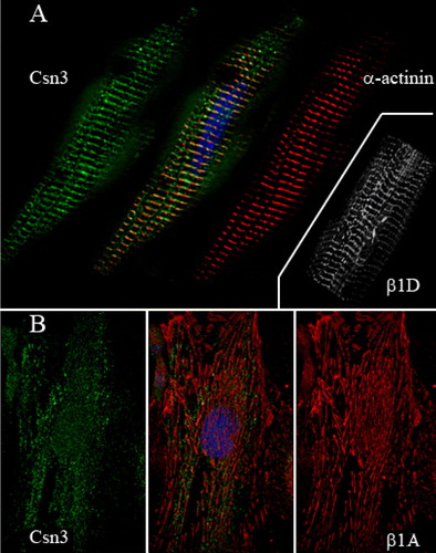 Figure 2.  Immunofluorescence microscopy of adult cardiac myocytes and proliferating myoblasts. (A) CSN3 (green) was detected with PW 8235 (Biomol), α-actinin (red) with EA-53 (Sigma), and the nucleus with bis-benzamide (blue). Orange/yellow shows colocalization of some CSN3 with α-actinin at the Z-bands. The inset shows a similar pattern of localization for β1D integrin (9EG7). (B) CSN3 (green) localized in a punctate pattern in both the cytoplasm and nucleus of proliferating C2C12 myoblasts. However, it does not localize with β1A integrins (red) at focal adhesions.