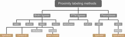 Figure 4. Proximity labeling enzymes to study protein neighborhoods. Proximity labeling ligases can be classified into three types based on their activity: biotin ligases, PTM ligases and peroxidases. Biotin ligases (BioID, BioID2, AirID and BASU) catalyze the conversion of biotin to a reactive biotin intermediate, which labels lysine residues of proximal proteins. In presence of H2O2, peroxidases (APEX2 and HRP) convert biotin phenol to biotin-phenoxyl radical, which labels electron-rich amino acid residues such as Tyr. PTM ligases add peptide/protein tags to proximal proteins