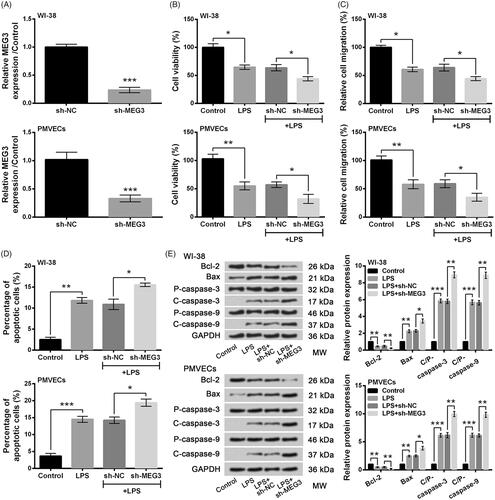 Figure 3. Knockdown of long non-coding RNA MEG3 aggravated LPS-induced injury of lung cells. (A) Expression of MEG3 by qRT-PCR. (B) Cell viability by CCK-8 assay. (C) Cell migration by Transwell assay. (D) Cell apoptosis by flow cytometry. (E) Expression of apoptosis-associated proteins by Western blot analysis. Data presented are the mean ± SEM of at least three independent experiments. *p < .05; **p < .01; ***p < .001. P-: pro; C-: cleaved; C/P: cleaved/pro; MW: molecular weight.