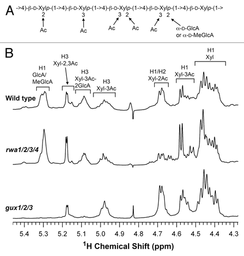 Figure 2. Diagram of an acetylated xylooligomer from wild-type Arabidopsis xylan (A) and the fingerprint regions of the 1H NMR spectra of acetylated xylans of the wild type, gux1/2/3, and rwa1/2/3/4 (B). Resonances are labeled with the position of the assigned proton and the identity of structural fragments containing that proton. Resonances corresponding to non-acetylated xylosyl residues (Xyl), 2-O-acetylated xylosyl residues (Xyl-2Ac), 3-O-acetylated xylosyl residues (Xyl-3Ac), 2,3-di-O-acetylated xylosyl residues (Xyl-2,3Ac), 3-O-acetylated xylosyl residues substituted at O-2 with GlcA/MeGlcA (Xyl-3Ac-2GlcA), and GlcA/MeGlcA side chains are identified. The 1H NMR assignments were based on the NMR spectral data for the published xylan structure.Citation5,Citation14