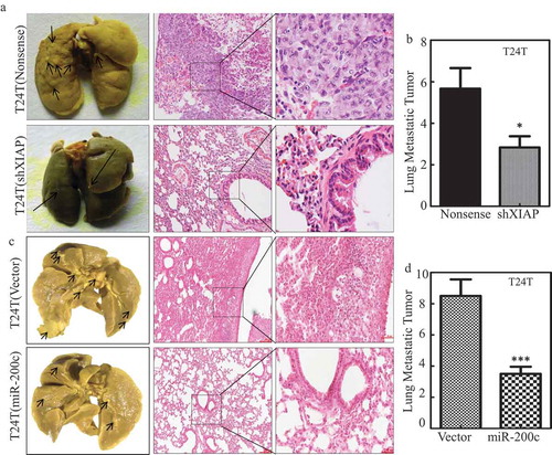 Figure 5. MiR-200c and XIAP are critical for T24T cell lung metastasis.(a and c) Representative images of lungs and lung surface metastatic foci as indicated are shown after fixation in a neutral-buffered formalin/Bouin’s fixative solution; histologic appearance of lung metastases: H&E-stained sections (H&E, ×40 and ×100). (b and d) The lung metastatic tumor number in the group mice that were injected with T24T (nonsense) vs. T24T (shXIAP), T24T (vector) vs. T24T (miR-200c), respectively.