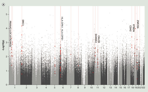 Figure 1.  DNA methylation in peripheral blood mononuclear cells is associated with cognitive and neuroimaging measures. (A) Manhattan plot of differentially methylated regions (DMRs) associated with Montreal Cognitive Assessment. Red dots indicate the chromosomal location of individual probes within each DMR. The University of California Santa Cruz gene symbols corresponding to DMRs with more than three probes after Sidak correction for multiple testing are assigned to the chromosomal locations. (B) Heatmap of module–trait correlations for the remaining 24 modules, after excluding modules with significant association with the covariates of cell composition, batch, age, gender, smoking and IQ. Shown are the correlations of Montreal Cognitive Assessment, total brain volume, left hippocampal volume, right hippocampal volume, cerebrospinal fluid volume, white matter volume, gray matter volume, fractional anisotropy, mean diffusivity and white matter hyperintensities with each module. For each module–trait pair the upper value is the Pearson correlation coefficient, while the lower (bracketed) value is the correlation p-value. The cell color represents the strength and direction of the correlation. Modules are assigned an arbitrary color by the analysis software according to their size. (C) The correlation between module membership and gene significance for each probe in the ‘yellowgreen’ module.CSF: Cerebrospinal fluid volume; FA: Fractional anisotropy; GM: Grey matter volume; LHV: Left hippocampal volume; MD: Mean diffusivity; ME: Module eigengene; MoCA: Montreal Cognitive Assessment; RHV: Right hippocampal volume; WM: White matter volume.