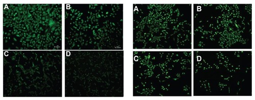 Figure 9 Fluorescence micrographs of GL261 cells after exposure to free BCNU (left) and PAA –GO–BCNU (right) for 12 hours and stained with a LIVE/DEAD viability/ cytotoxicity kit. BCNU concentrations: (A) 0 μg/mL, (B) 2 μg/mL, (C) 5 μg/mL, and (D) 10 μg/mL.Notes: Red and green colors denote dead cells and green cells, respectively. The red color is hardly seen because dead cells easily detached from the plate after death.Abbreviations: GO, graphene oxide; PAA, polyacrylic acid; BCNU, 1,3-bis(2-chloroethyl)-1-nitrosourea.