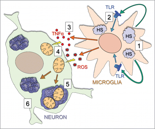 Figure 3. Proposed mechanism underlying brain disease in Hgsnat-Geo mice. The disease starts with accumulation of HS and HS-derived oligosaccharides in microglial cells (1). Through their release by exocytosis of lysosomes and action on TLR receptors (2) these materials induce general inflammation reactions in the brain, including the release of multifunctional cytokines such as TNFα and MIP-1α (3). The cytokines cause mitochondrial damage (4), and together with primary storage contribute to autophagy block and secondary storage of gangliosides and missfolded proteins in neurons (5) eventually leading to neuronal death in critical areas (6).