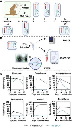 Figure 1. RT-qPCR and CRISPR-FDS detection of SARS-CoV-2 RNA in respiratory and non-respiratory samples of SARS-CoV-2-infected non-human primates (NHPs). (A) Schematic of the NHP study infection methods (aerosol and multi-route exposure), specimen types [mucosal (nasal, buccal, pharyngeal, and rectal) swab, blood, and breath samples], and their collection times relative to virus exposure. (B) Schematic of the RT-qPCR and CRISPR-FDS assay workflows. RNA extracted from NHP specimens added to RT-PCR reactions that were directly read by real-time PCR machine for RT-qPCR, or subjected to PCR and then supplemented with CRISPR-FDS assay reagents and read on a fluorescent plate reader. (C) RT-qPCR and CRISPR-FDS assay SARS-CoV-2 RNA diagnosis sensitivity in distinct specimen types at the indicated days post-infection (N = 16 samples/time point).