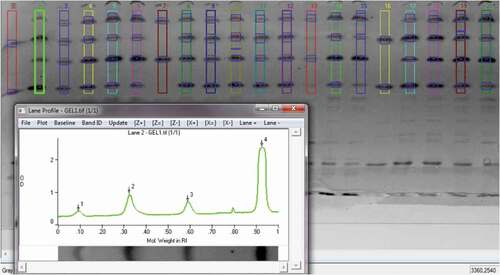 Figure 3. Image processing of the casein fraction separated after isoelectric focusing: peak 1 – bovine γ2-casein, peak 2 – ovine γ2-casein, peak 3 – bovine γ3-casein, peak 4 – ovine γ3-casein