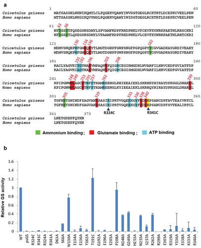 Figure 4. Identification of novel GS residues critical to GS activity. (a) Alignment of human and Chinese hamster GS protein sequences. Conserved sites involved in ammonium, glutamate and ATP binding are highlighted in green, red and blue as depicted together with their residue number.Citation27 The congenital disease mutations R324C and R341C are pointed out with the black arrowheads. R341C residue is not involved in neither the ammonium, glutamate nor ATP binding, and is highlighted in yellow. (b) Comparison of GSwt activity with the various alanine mutants of the conserved residues highlighted in (a). The GS activities were normalized to luciferase activity to minimize expression level variations. Each GS construct was linked to a luciferase gene via IRES in a bicistronic manner. CHO-GS−/- clone 1 cells were transiently transfected with the constructs and total cell lysates were harvested. The GS activities were evaluated using the standard GS activity assay whereby GS–catalyzed formation of γ -glutamylhydroxamate from glutamine and hydroxylamine was measured photometrically at 500 nm. The activities of the mutants were represented as fold-change to GSwt.