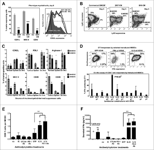 Figure 8. IL12-based lentivector vaccines exclusively strongly counteract B16F0 melanoma-infiltrating MDSC suppression of T-cell activities. (A–E) Characterization of IL-12-based lentiviral vaccines modulation of myeloid-derived suppressor cell (MDSCs) immunosuppressive activities in vitro. A. Characterization of bone marrow-derived myeloid cells cultured in the presence of conditioning media from GM-CSF expressing 293T or dendritic cells (DCs) to phenocopy the tumor microenvironment and generate MDSCs. Bar graph on the left represents the percentage of expression of the indicated markers (bottom) after 8 days in culture with DC medium or 293T-MDSC conditioning medium (CM) as indicated. Statistical comparisons between DC and MDSC markers (n = 5) are shown, analysed using a parametric t-test; more than 10 independent experimental replicates performed with similar results achieved. Histogram on the right shows CD62L expression on conventional DCs, 293T-MDSCs, and B16-MDSCs. (B) Ly6C-Ly6G density plot profiles from conventional DCs, or MDSCs differentiated in 293T- or B16-CM as indicated. Monocyte-(M) or granulocytic-(G) MDSCs are gated within the graphs with their corresponding percentages. M-MDSCs and G-MDSCs, monocytic and granulocytic MDSCs. (C) Phenotype profiling of M-MDSC and G-MDSC populations from different sources (tumor-infiltrating MDSCs, spleen MDSCs from tumor-bearing mice, and ex vivo-produced B16-MDSCs) are shown; Data are presented as the mean ± S.D. with the percentage of expression of the indicated markers on top of each graph. (D) Mixed leukocyte reaction to measure the effect of lentivector vaccine on MDSC immunosuppressive activities. MDSCs transduced with the indicated lentivector were co-cultured with OVA-specific OT-I CD8+ T cells at a ratio of 1:10 (MDSC:T cells). Top flow cytometry density plots show IFNγ/Granzyme B (Grz B) expression profiles from OT-I cells. The bottom graph represents the percentage of IFNγ-producing OT-I cells in the MDSC-T cell assay. Statistical comparisons between groups (n = 5 per group) were performed with the parametric test one-way ANOVA; the experiment was repeated numerous times with similar results achieved. (E) T cell proliferation assay. Figure 8 (See opposite page). Number of CD8+ T cells in standard suppression assays using B16-MDSCs, represented as a bar graph. CD8+ T cells were activated with anti-CD28 anti-CD3 beads. Anti-PD1 antibody, anti-CTLA-4 antibody, and 250 pg IL12 were added as indicated. GFP indicates the addition of control supernatants (non-antibody control) from 293T cells expressing GFP. Statistical comparisons between groups (n = 3 per group) were performed with the parametric test one-way ANOVA; the experiment was repeated independently twice with similar results achieved. (F) The same as in e but plotting the amount of secreted IFNγ after 72 hours of co-culture, as assessed by ELISA. no, no treatment; IC, isotype control; b, anti-CD3/CD28 activation beads. GFP indicates the addition of supernatant from 293T-expressing GFP. Statistical comparisons between groups (n = 3 per group) were performed with the parametric test one-way ANOVA; the experiment was repeated independently twice with similar results achieved; * P < 0.05, ** P < 0.01, *** P < 0.001; data are presented as the mean ± S.D.
