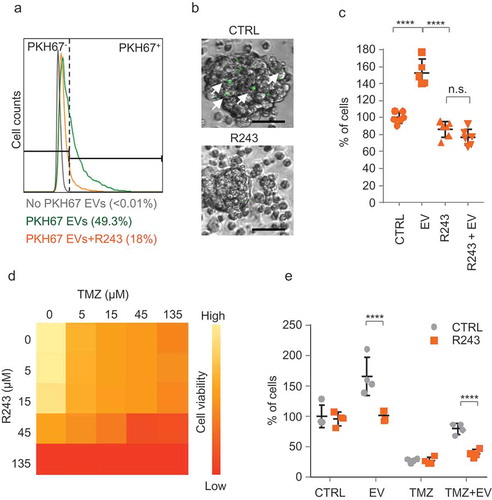 Figure 3. CCR8 inhibition neutralises EV-induced phenotypes in vitro. (a) PKH67 uptake analysis of cells treated with vehicle (green) or with R243 (orange). Control: No PKH67 EVs (grey). (b) Representative pictures of cells incubated as in (a) (scale bars: 25 µm). (c) Relative cell number of cells incubated with and without GBM8 EVs in the presence or absence of R243. Values are normalised to control (vehicle, no EVs), and graphs show the means ± SD of six independent experiments. (d) CellTiter-Glo viability assay (Promega) on GBM8 cells treated with variable concentrations of TMZ and R243. Darker orange represents less viability. (e) Relative cell number of GBM8 spheres incubated with or without 100 ng/µL of GBM8 EVs and treated with TMZ in combination with R243 (orange bars) or vehicle (grey bars). Bars show the means ± SD of four independent experiments. For all experiments * indicates p-value ≤0.05, ** indicates p-value ≤0.01, *** indicates p-value ≤0.001 and **** indicates p-value ≤0.0001 as determined by ANOVA.