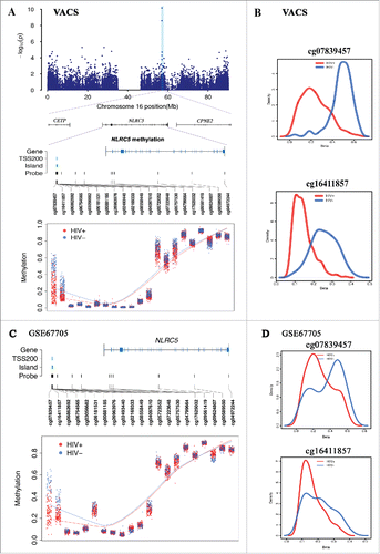 Figure 4. DNA methylation in NLRC5 were associated with HIV infection in 2 independent data sets. A. Regional Manhattan plot of DNA methylation association analysis with HIV infection on chromosome 16, gene structure of NLRC5, and methylation level of 21 CpG sites in NLRC5 between HIV-infected and uninfected groups in the Veteran Aging Cohort Study (VACS). B. Methylation distributions of cg07839457 and cg16411857 in HIV-infected patients and uninfected patients in the VACS sample. C. Methylation level of 21 CpG sites in NLRC5 between HIV-infected and uninfected groups in the public dataset GSE66705. D. Methylation distributions of cg07839457 and cg16411857 in HIV-infected patients and uninfected patients in GSE66705.