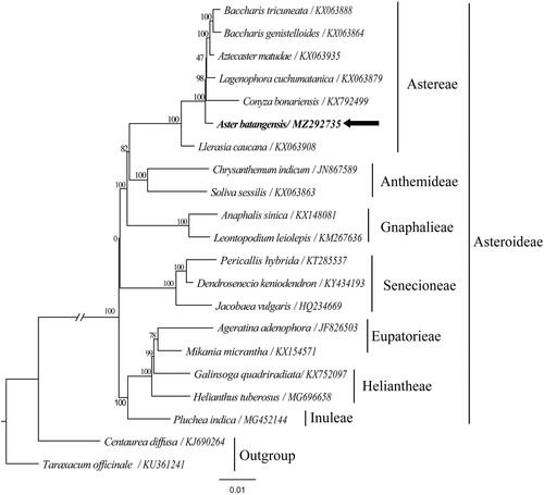 Figure 1. A maximum-likelihood (ML) tree inferred from 31 chloroplast genomes in Asteraceae (the support value are indicated on the branches). The position of Aster batangensis is in bold.