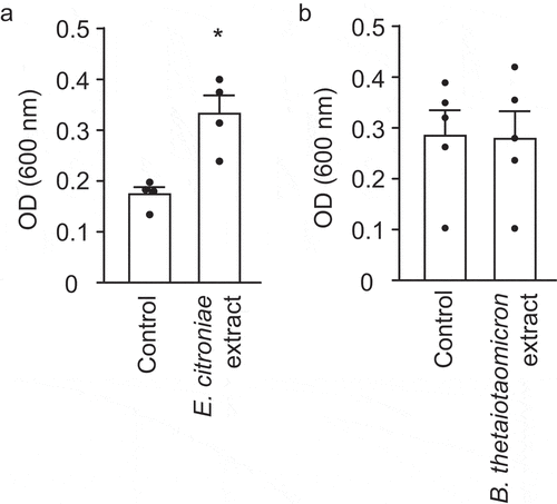 Figure 10. Effect of E. citroniae and B. thetaiotaomicron extracts on V. cholerae biofilm formation