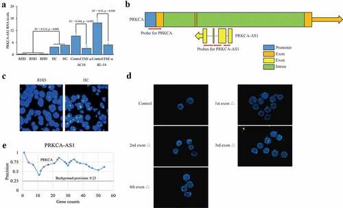 Figure 3. Interaction between PRKCA-AS1 and PRKCA in RHD. (a) the RNA levels of PRKCA-AS1 in mitral valve of RHD tissues, TNF-α-induced AC16 and RL-14 cells. the given data was processed as mean ± standard error and compared between RHD and HC groups by student’s t-test. (b) the overview of PRKCA and PRKCA-AS1 location. blue: promoter; orange: exon of PRKCA; green: intron of PRKCA; yellow: exon of PRKCA-AS1; red arrows: the probes for FISH assay; orange and yellow arrows: the transcription orientation. (c) the staining for PRKCA-AS1 transcripts and PRKCA genomic region in RHD with 400 x magnification by FISH assay. (d) the staining for PRKCA-AS1 transcripts and PRKCA genomic region in AC16 cells with different truncations of exogenous PRKCA-AS1 with 400 x magnification by FISH assay. red: the staining for allele PRKCA in genomic DNA; green: the staining for PRKCA-AS1 transcripts; yellow: the overlap of two kinds of probes. (e) the computational examination of PRKCA-AS1 for target promoter of genes by ‘triplex domain finder’ tool. ‘FC’: fold change; ‘Δ’: deletion