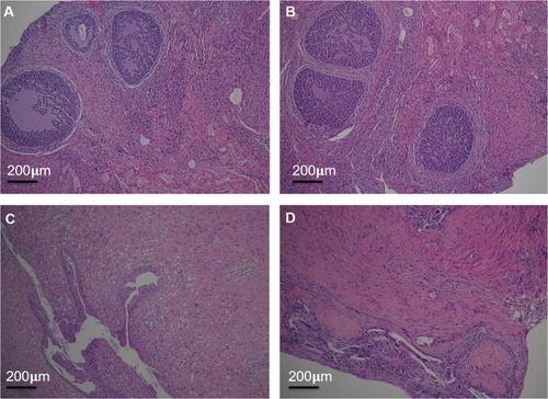 Figure 7 The reproductive organs were examined by HE staining under light microscopy. The structure of the ovary of saline group (A) and (PEI-SA)HA/PC group (B); the structure of the uterus of saline group (C) and (PEI-SA)HA/PC group (D). There is no significant difference in ultra-structure between the control group and the (PEI-SA)HA/PC group.