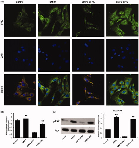 Figure 2. siRNA-induced knockdown decreases FAK expression of SMSCs. (A) Expression of FAK was observed via immunofluorescence assay following siRNA-induced knockdown. (B) Statistical analysis showed that siRNA-induced knockdown significantly inhibited fluorescence intensity of FAK. (C) siRNA-induced knockdown effectively suppressed the FAK expression following Western blot detection. **p < .01, as compared with BMP9-siFAK.