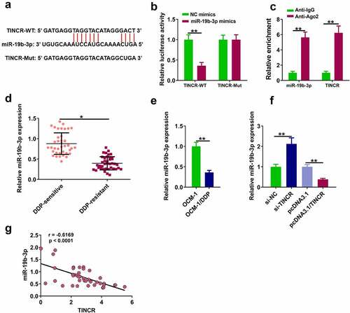 Figure 3. TINCR interacts with miR-19b-3p. (a) The interaction of TINCR and miR-19b-3p was detected by bioinformatics analysis. (b) Luciferase activity of TINCR-WT was detected by luciferase reporter assay. (c) RIP assay was used to detect the correlation between TINCR and miR-19b-3p. (d) MiR-19b-3p expression in DDP-resistant or DDP-sensitive CM tissues was measured by RT-qPCR. (e) MiR-19b-3p expression in DDP-resistant or DDP-sensitive CM cells was measured by RT-qPCR. (f) MiR-19b-3p expression in OCM-1/DDP cells after transfection was detected. (g) Correlation between TINCR and miR-19b-3p expression. **P < 0.01, *P < 0.05; n = 3.