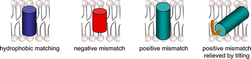 Figure 1.  Hydrophobic matching and mismatch of transmembrane domains and membrane bilayer. (i) Hydrophobic matching occurs when the length of a proteins TMD (blue cylinder) is similar to the length of the hydrophobic region of the bilayer. (ii) Negative mismatch occurs when the length of the TMD (red cylinder) is significantly shorter than the length of the hydrophobic region of the bilayer. (iii) Positive mismatch occurs when the length of the TMD (green cylinder) is significantly longer than the length of the hydrophobic region of the bilayer. (iv) Positive mismatch can be relieved by TMD tilting, which may be facilitated by palmitoylation (solidbrown line). This figure is reproduced in colour in Molecular Membrane Biology online.