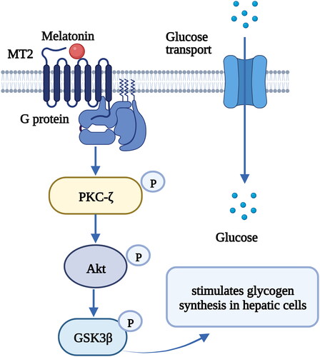 Figure 6. The binding of melatonin to MT1 stimulates glycogen synthesis in hepatic cells via the protein kinase Cζ (PKCζ)-Akt-glycogen synthase kinase 3B (GSK3β) pathway [Citation102]. Melatonin increases the phosphorylation of PKCζ, Akt, and GSK3β and stimulates glycogen synthesis in hepatic cells. Figure 5 was created with BioRender (https://biorender.com).