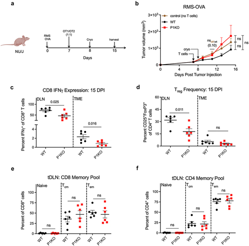 Figure 3. Piezo1 depletion in T cells underlies the immune dysfunction observed in CD4-Cre/Piezo1f/f mice. (a) Schematic of nude mouse tumor challenge. A 1:1 ratio of OT1:OT2 T cells (WT) or OT1KO:OT2KO T cells (P1KO) were adoptively transferred into nude mice at day 7 post s.c. tumor injection, with cryoablation 24 hours later. (b) Tumor growth kinetics of RMS 76–9 transfected with ovalbumin (RMS-OVA) in nude mice. Control group received no T cells. nsctrl:wt(x) indicates the p-value obtained from means testing between control and WT groups. (c) Frequencies of IFNγ+CD8+ (c) and CD25+FoxP3+CD4+ (d) T cells from harvested tumor draining lymph nodes (tDLN) and tumor samples (TME). Antigen experienced memory populations among CD8+ (e) and CD4+ (f) T cells in the tumor draining lymph node (tDLN). Naïve = CD44−CD62L+; Tcm = CD44+CD62L+, Tem = CD44+CD62L−. Plots of group means, standard error, and associated p-values between groups. ns = not statistically significant at an alpha of 0.05. DPI = days post tumor injection.