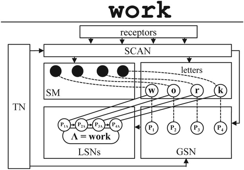 Figure 1. A conceptual network applied to tasks of visual-word processing; example input is the word “work”; rectangles denote network's components: receptors, task network (TN), scanning mechanism (SCAN), spatial map (SM), letter nodes, global sequence network (GSN) with global position nodes P1 .. P4, local sequence networks (LSNs), one for each word, exemplified by word node “work” (also denoted by the symbol Λ) and its LSN with local, word-specific position nodes P1Λ .. P4Λ; the solid arrows and lines indicate permanent connections; the dashed lines stand for temporary connections (binding).