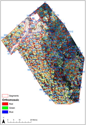 Figure 14. Orthomosaic image overlaid with the MCWS segments around individual trees in the northern sector of the tower span. The labels show unique identification numbers assigned to each segment.