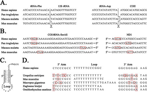 Figure 2. Correction of previous annotations.A. RNA precursors of mt genes are seamlessly cleaved from primary transcripts. B. The Coding Sequences (CDSs) of COI/tRNASerAS in human, chimpanzee, rhesus macaque and mouse use AGA, AGA, TAA and TAA as stop codons (in red box), respectively. AC, ACACACCC, CC and GTGTTCTTT are before start codons (in red box) of ND1 in human, chimpanzee, rhesus macaque and mouse mt genomes respectively. C. The sRNA ncMT1 has polyA at its 3ʹ end and forms a typical stem-loop structure with 8-bp perfect matched nucleotides in the stem D. Among 52 mammalian mt genomes, five orthologs have co-varied mutations C-G/A-T (in red box), while others have the identical 8-bp perfect matched nucleotides in the stem (not showed in this figure).