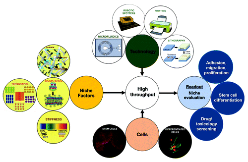 Figure 10. Overview of the various technologies available for identifying and evaluating the stem cell niche. Technologies like robotic spotting, printing, lithography and microfluidics could be combined with in vitro stem cell niche modulating components like extracellular matrix, biomaterials, topographies and materials of varying stiffness to analyze the behavior of somatic or stem cells (adhesion, proliferation, migration, differentiation, response to drugs) in a high throughput fashion.