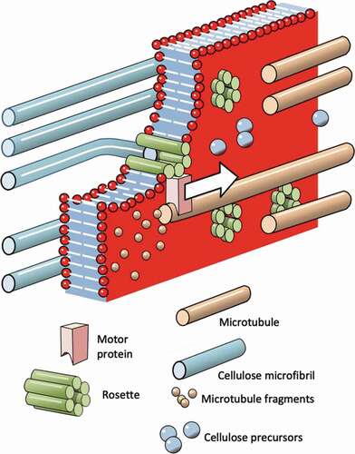 Figure 9. (Colour online) Schematic representation of the production of a cellulose microfibril by a rosette