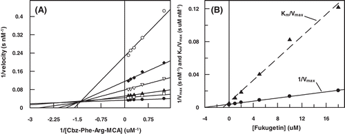Figure 5.  (A) Lineweaver–Burk plot for hydrolysis of Cbz-Phe-Arg-MCA by cruzain in the presence and absence of fukugetin and (B) the secondary plots showing the dependence of the axis 1/Vmax and the Km/Vmax on the fukugetin concentration. The reaction was carried out in the absence (• ) and in the presence of fukugetin; □ 1µM; ▴, 2µM; ◊, 5µM; ◆, 10µM and ◊, 18µM.