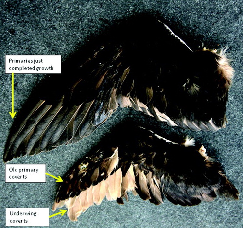 Figure 1. Wings of two adult Atlantic Puffins found dead in late March 2013. In the upper the primaries have just finished growing, in the lower the primaries have been recently moulted revealing old faded underwing coverts. (Photo: Anke Addy)