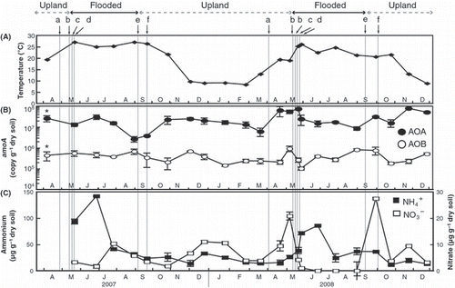Figure 1 Successions in (A) soil temperature, (B) abundance of crenarchaeotal and betaproteobacterial amoA genes (n = 3) in soil and (C) NO3− and NH4+ concentrations (n = 3) in soil. a, plowing; b, basal fertilization and flooding; c, puddling; d, transplanting; e, drainage; f, rice harvesting. Error bars are standard deviations (n = 3). Asterisks above the symbols from April 2007 indicate that the values were estimated as wet weight soil.