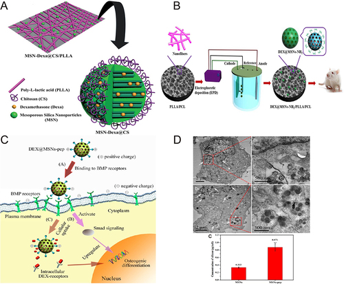 Figure 4 (A) A schematic representation of a PLLA scaffold combined with MSN-Dexa@CS. (B) The fabrication process diagram of the Dexa@MSNs-NH2/PLLA/PCL composite scaffold. (C) A schematic of the effect of Dexa@MSNs-pep on osteogenic differentiation. (D) Difference of uptake of MSNs-pep and single nano-silicon in cells. TEM images show the absorption of MSN (a1 and a2) and MSNs-pep (b1 and b2) in BMSCs, and the comparison between them in measuring the silicon quality of BMSCs by ICP-OES (c). Compared with MSNs, the uptake of MSNs-pep nanoparticles increased significantly (**p<0.01).