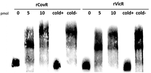 Figure 3. EMSA analysis of rCovR and rVicR binding to the promoter region of pepO. Specificity of binding was confirmed in competitive assays with excess of unlabeled test pepO DNA fragment (cold+) and excess of unlabeled negative control DNA fragments (gtfD and covR fragments for rCovR and rVicR binding, respectively; cold-). Image is representative of three independent experiments.