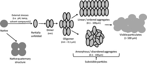 Figure 1. Schematic model of protein aggregation. Bioprocessing-associated stresses can trigger partial protein unfolding and initiate the aggregation process, beginning with the association of two or more protein molecules. Oligomers made from three or more monomers can form, leading to larger aggregates or ‘subvisible particles’. Linear aggregates form where proteins associate in a uniform manner (e.g. amyloid-type), whereas amorphous aggregates form by the association of proteins in a disordered manner. Visible particulates can then form, as pre-existing aggregates act as nuclei for formation of larger aggregates. Aggregate components are not drawn to scale.
