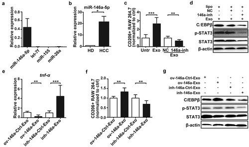 Figure 4. MiR-146a-5p in HCC-derived exosomes exerted key role on macrophage M2-polarization.The levels of miR146a-5p, miR-155, let-7f and miR-26a in exosomes from Hepa1-6 cells were analyzed by qPCR (a). MiR-146a-5p level in exosomes from Hepa1-6 cells or normal hepatocytes was analyzed by qPCR (b). RAW264.7 cells were transfected with miR-146a-5p inhibitor (146a-inh) or negative control (NC), then co-cultured with the exosomes from Hepa1-6 cells for 24 h, respectively. CD206 expression was analyzed by Flow cytometry (c), and the levels of STAT3 and C/EBPβ in RAW264.7 cells were examined by western blotting (d). Exosomes were isolated from the supernatants of Hepa1-6 cells transfected with miR-146a-5p overexpressing-, miR-146a-5p inhibiting- or empty vector for 48 h, and then co-cultured with RAW264.7 cells. After 24 h, the levels of tnf-α in RAW264.7 cells were measured by qPCR (e), the polarization of RAW264.7 cells was analyzed by Flow cytometry (f) and western blotting (g). HD, healthy mice hepatocytes. HCC, Hepa1-6 cells. Exo, exosomes. ov-146a, miR-146a-5p overexpressing-vector; inh-146a, miR-146a-5p inhibiting-vector; Ctrl, empty vector. Data were representative of three independent experiments, statistical significance was determined as ***p < 0.001, **p < 0.01 and *p < 0.05 compared with control.