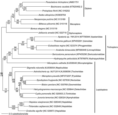 Figure 1. Maximum likelihood phylogeny (GTR + I + G model, I = 0.2790, G = 0.4760, likelihood score 153494.68624) of Anabolia bimaculata and other Trichoptera species with representatives from the sister-order Lepidoptera (moths and butterflies), and from Diptera (flies), Mecoptera (scorpionfiles), and Siphonaptera (fleas) based on 1 million random addition heuristic search replicates (with tree bisection and reconnection) of mitochondrial protein coding genes. One million maximum parsimony heuristic search replicates produced a single tree (37,008 steps) with nearly identical tree topology except that Micropterix is the sister taxon to Hydropsyche, rather than to the entire trichopteran clade. Numbers above each node are maximum likelihood bootstrap values and numbers below each node are maximum parsimony bootstrap values (each from 1 million random fast addition search replicates).