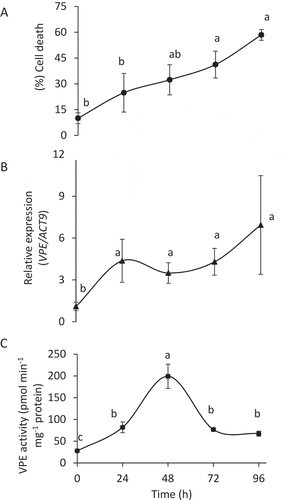 Figure 3. VPE activity is upregulated in the early phase of carbon starvation, inducing PCD. Six-day-old culture of BY-2 cells was exposed to 96 h of sucrose-free medium. (A) Cell death; cells were stained with Evans blue. (B) Expression levels of VPE1-like (tobacco), relative to that of ACT9 (actin 9) as analyzed by quantitative RT-PCR. (C) VPE activity, measured using the VPE-specific substrate Ac-ESEN-MCA. Data are means ± SE of three repeats. Different letters represent significant differences between time points (P < 0.005) analyzed by ANOVA followed by Tukey–Kramer HSD test