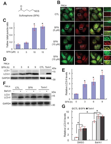 Figure 1. SFN promotes autophagic flux. (A) Chemical structure of SFN. (B) SFN treatment increased the number of autophagosomes. HeLa cells stably expressing mRFP-GFP-LC3 were treated with SFN (5–15 μM) for 9 h. Scale bar: 10 μm or 2 μm (for zoom-in images). (C) Quantification of autophagosome formation shown in B. N = 30–40 randomly selected cells from at least 4 independent experiments. Experimenters were blind to the treatment conditions. (D) Western blot analysis of LC3-II protein expression in HeLa cells that were treated with SFN (15 μM, 3–9 h). Torin1 (1 μM) was used as a positive control to induce autophagosome formation. (E) Quantitative analysis of LC3-II levels shown in D. from n = 4 independent experiments. (F) Western blot analysis of LC3-II protein expression with or without SFN (15 μM, 9 h) treatment, and in the presence and absence of Baf-A1 (0.5 μM; used as an inhibitor of autophagosome-lysosome fusion [Citation30]) in HeLa cells. (G) Quantification of results shown in F. (n = 3 independent experiments). For all panels, data are presented as mean ± s.e.m.; *P < 0.05, ANOVA