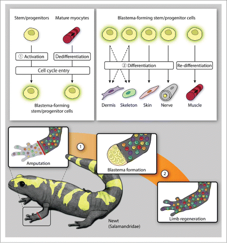 FIGURE 2. Limb regeneration in newts. Newt amphibians utilize a diverse array of cellular mechanisms for blastema formation (A), demonstrating both dedifferentiation and activation of both tissue-resident stem/progenitor cells and mature myocytes (muscle regeneration only). (While dedifferentiated dermal fibroblasts likely contribute to both dermal and skeletal regeneration, this has not been specifically shown in a newt model.) The cells forming the blastema then differentiate or re-differentiate to reconstitute the missing tissues of the amputated limb (B).