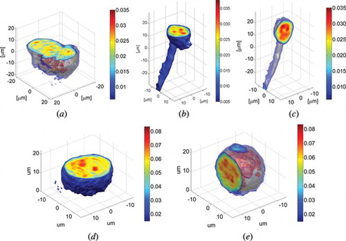 Figure 6 The examplary results of 3-D refractive index distribution in (a) cluster of HT1080 cells and (b) horizontal and (c) vertical cross-section of HT1080 cell with an extension, (d) horizontal and (e) vertical cross-section of U937 human malignant lymphoma cell.