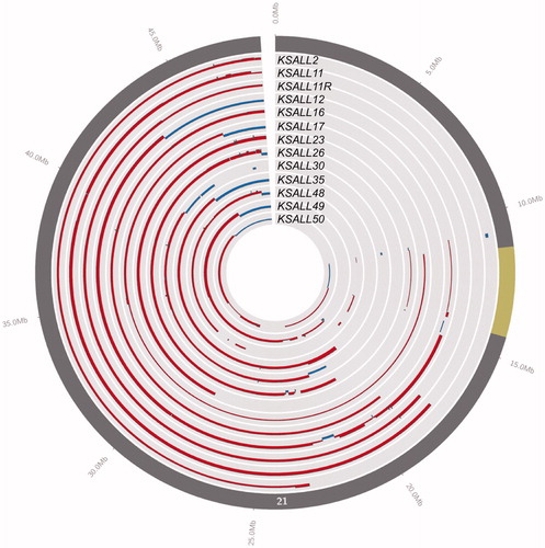 Figure 1. Circos plot showing copy number data on chromosome 21 for iAMP21. White lines separate samples, red and blue lines represent amplifications and deletions respectively, the line thickness corresponds to number of copies gained/lost in each sample. The centromere is highlighted in yellow in the outermost gray circle.