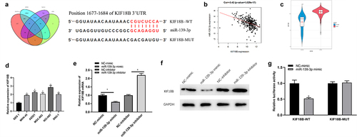 Figure 3. miR-139-3p can target KIF18B directly. (a) Venn diagram of potential targets of miR-139-3p and up-regulated DEmRNAs, and putative binding sites of miR-139-3p on KIF18B 3ʹUTR; (b) Correlation between KIF18B and miR-139-3p; (c) KIF18B expression in normal and tumor samples; (d) KIF18B mRNA level was measured in GC cell lines; E-F: KIF18B mRNA and protein expression upon overexpression or inhibition of miR-139-3p were tested by qRT-PCR (e) and Western blot (f); (g) The binding relationship of miR-139-3p and KIF18B. * P< 0.05.